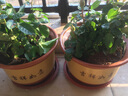 斗途园艺 紫砂花盆 红陶土梅花盆 兰花盆 盆景花盆  粗陶瓷花盆 带托盘 口径28cm(带托盘) 大 实拍图
