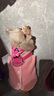 丝萌百丽小狗狗的衣服保暖狗衣服小型犬秋冬天加厚比熊泰迪博美宠物衣服 粉色 XL码约10-12斤 实拍图