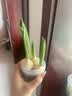 耘淘郁金香种球水培5度球花卉绿植种子土培植物水养盆栽室内室外耐寒1 奶浴 幸福下一代5球+2包肥料 实拍图