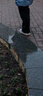 回力女鞋棉鞋女保暖鞋子女加绒加厚高帮运动鞋2025年冬季新款百搭板鞋 白色 | 加绒款 38 实拍图