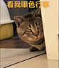 京东京造100%天然蚕丝被 纯棉面料加厚保暖被子冬季2.2x2.4m约7斤 实拍图