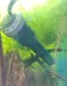 淘歌 TG 鱼缸加热棒防爆玻璃款50W 自动恒温精准温控 水族箱加热器 实拍图