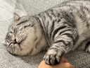 MamyPets猫爬架猫窝猫抓板一体剑麻猫抓柱小户型不占地猫架子猫窝猫咪玩具 【云荫小筑猫爬架】加高款 实拍图