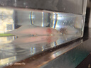 噢水噢六角恐龙鱼淡水鱼冷水鱼活体观赏鱼办公室饲养鱼娃娃鱼龙鱼陆 白玉龙1条 8-10厘米 实拍图