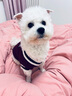 憨憨乐园宠物狗狗衣服猫咪衣服猫衣服泰迪比熊小狗小中型犬冬天保暖衣服L 实拍图