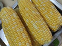 中鲜生云南水果玉米 新鲜甜玉米 现摘玉米棒 生鲜蔬菜可生吃火锅食材 3斤 【净重】约3-5根 实拍图