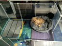 憨憨宠狗窝猫窝夏季可水洗加厚宠物窝泰迪中小型犬狗垫子沙发狗床 双面加厚八角窝 小号 实拍图