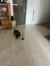 猫管家猫玩具 加长钢丝吸盘逗猫棒 自嗨解闷神器 猫咪懒人自动逗猫棒 吸盘逗猫棒+2个羽毛（随机色） 实拍图