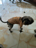 欢宠网宠物狗狗衣服猫咪猫小狗小猫泰迪比熊猫猫小型犬幼犬冬季保暖服饰 实拍图