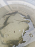 草鱼鱼苗活体淡水养殖食用吃草皖半斤食蚊鱼塘鱼缸观赏鱼草鱼苗批发 20条8-10厘米草鱼加10%防损 实拍图