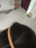 【已售2W+】简约发箍头箍女压发防滑细款发磨砂发箍百搭网红发卡 黄色1个 实拍图