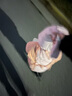红豆儿童纯棉秋衣秋裤套装男女中大童薄款秋冬保暖内衣A类全棉棉毛衫 H4M1040深粉 110 实拍图
