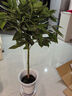 叹为观止大型独杆发财树庆典乔迁盆景绿植办公室盆栽客厅大型植物 平安树1-1.2米 含盆 实拍图
