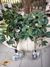 盆栽茶花苗 山茶花苗绿植花卉盆栽四季好养茶花树苗盆栽耐寒花卉观花植物室内花卉绿植开花不断 不含盆  美人西施 6年苗花苞爆满 实拍图
