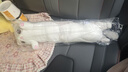 捉趣（ZHUOQU）猫咪抱枕公仔毛绒玩具女孩长条玩偶冰丝睡觉夹腿抱枕女生生日礼物 灰色【独立内胆】 70cm 实拍图