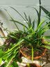 劉閣蘭花兰花苗 花艺青山现带香水花苞出售有香味的兰花卉绿植盆栽 青山玉泉2苗，配盆土肥 实拍图