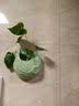 壁挂花盆创意墙上壁挂绿萝水培器皿花瓶水养植物花盆悬挂式插花花 壁挂-荷韵(青色) 实拍图