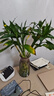 富贵竹水培植物盆栽绿植花卉室内花客厅招财水养转运竹节节高 70-80厘米10颗（精品90%人选择 不带花瓶 实拍图