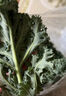千牛优福羽衣甘蓝250g-500g 新鲜蔬菜沙拉食材 嫩叶甘兰kale健身榨汁 500g 实拍图