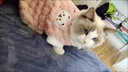 贝初众猫衣服冬季保暖防掉毛幼猫犬猫咪狗狗衣服冬天两脚布偶猫比熊泰迪 樱花粉小熊 M(建议3-5斤) 带牵引扣 金龟绒两脚装 实拍图