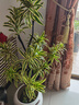 叹为观止 大型盆栽 单杆辫子发财树天堂鸟绿萝散尾葵办公室内开业乔迁礼品 金边百合竹1.2-1.4米【聚宝盆】 含盆 实拍图