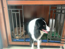 实木狗笼子小型犬中大型犬狗别墅室内狗屋带厕所宠物狗窝木质房子 胡桃色大号110+脚垫板 晒单实拍图