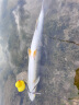 SHIMANO禧玛诺日本进口PE线8编12编耐磨路亚线淡水海水远投鱼线 12编 PL-76FV 黄绿色150米 1.5号 晒单实拍图