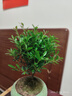 开时果 小叶赤楠盆景摆件 办公室桌面绿植花卉好养盆栽植物源头直发包邮 绿色椭圆盆+苔藓+底座 实拍图