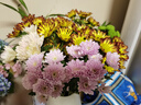 云南鲜花批发品质玫瑰百合水养鲜切花送女友水养鲜花源头直发 小雏菊混搭色-5支 【任选2件—不收运費】 实拍图