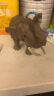 玛奇乐（MECHILE）仿真动物模型玩具大象大熊猫老虎河马犀牛狮子骆驼六一儿童节礼物 大象 实拍图