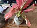 爱你一万年苔藓球水培植物盆景蕨类米竹文竹菖蒲春雨六月雪镜面草发财树盆栽 吉利红+苔藓球栽好 晒单实拍图