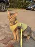 TOUCHDOG它它猫咪牵引绳遛猫绳胸背心式防挣脱工字幼猫链子溜猫绳 彩虹糖 M码【16斤以内】 绳长1.2m 实拍图