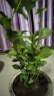 虎头茉莉 白茉莉 双色茉莉 绿植花卉室内盆栽花卉盆栽白色茉莉花卉 虎头茉莉4年苗 实拍图