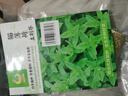凤鸣雅世 猫薄荷种子苗四季阳台室内盆栽花卉薄荷种籽 猫薄荷种子1000粒  实拍图