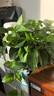 德沃多肥料 文竹专用植物营养液500mL花卉绿植水培花肥料富贵竹观音竹叶面肥 实拍图