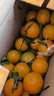 正宗德庆皇帝柑新鲜水果贡柑茂谷10斤广东当季桔子媛爱橘柑沃大果 带箱10斤装精选大果 实拍图