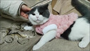 贝初众猫衣服冬季保暖防掉毛幼猫犬猫咪狗狗衣服冬天两脚布偶猫比熊泰迪 樱花粉小熊 M(建议3-5斤) 带牵引扣 金龟绒两脚装 实拍图