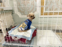 憨憨宠 狗笼猫笼 狗笼子小型犬带厕所幼犬折叠便携猫笼子宠物笼具兔笼 白色 前出盘狗丝笼 85*61*71cm 实拍图