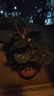 开时果 小盼菩提盆栽（带果发货）中式禅意绿植物桌面盆景源头直发包邮 莲花古陶盆+紫砂托盘（6-10颗大果） 小盼菩提（带果发货-含盆植） 实拍图