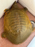 秋季 鲜活生态外塘生长食用大甲鱼生鲜鱼冷水团鱼王八鳖活体生鲜活鲜 4.5-4.7斤外塘野养老鳖【公鳖】 实拍图