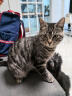 【顺丰冰仓直发】金宇猫三联疫苗幼猫成猫猫咪疫苗猫瘟猫三联疫苗狂犬猫咪疫苗妙三多同款猫三联 单针狂犬 实拍图
