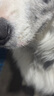 贵为（GiGwi）贵为狗狗解闷玩具球发声宠物柯基泰迪金毛幼犬中型犬磨牙耐咬 实拍图