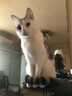 佩玛思特猫粮 深海鱼鸡肉系列 成猫幼猫低敏猫主粮 佩玛斯特 毛发管理成猫粮10kg 实拍图