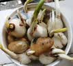 兮月漳州水仙花种球水培花卉球根花卉大球室内外阳台冬季盆栽水培植物 水仙 （5颗）周长16-20cm+陶瓷盆 实拍图