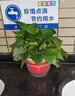 绿萝盆栽室内植物花卉净化空气绿植水培垂吊大叶绿萝新房客厅家用 【整高30cm盆口16】红盆吸水4盆送肥料 实拍图
