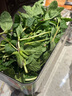 绿食者 新鲜薄荷叶 Mojito调酒茶饮泡水装饰可食用薄荷叶香料蔬菜 250g 实拍图