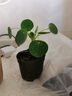 溥畔水培双杆苔藓镜面草盆景镜面草植物上水石微景观好养绿植翠屏金钱 水培【双杆】苔藓球镜面草 +玻璃杯+四方底座 晒单实拍图