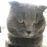 猫乐适全价猫粮CF4 成猫幼猫猫粮 全阶段通用 无谷高蛋白长肉 拒绝软便 全价全期猫粮6kg（2kg*3包） 实拍图
