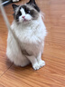Angelamiao鱼油猫咪狗狗120粒 宠物OMEGA-3美毛亮毛爆毛防掉毛脱毛卵磷脂长毛猫 实拍图