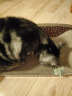 得酷（DEKU）猫抓板 大号猫沙发床 贵妃椅瓦楞纸 猫窝磨爪器耐磨 猫咪贵妃榻 豹纹大（60*27*13cm-建议12斤猫咪） 实拍图